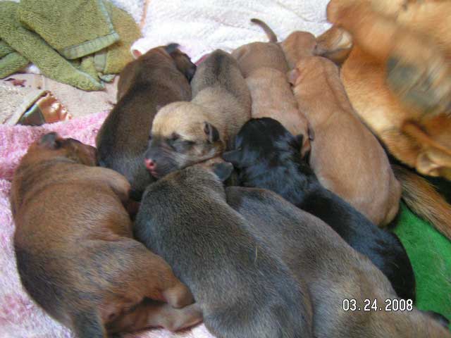 Alan and Debra's Puppies - The Baja Western Onion